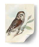 Meyer Little Owl - H.L. Meyer | Cuadro decorativo de Canvas Lab