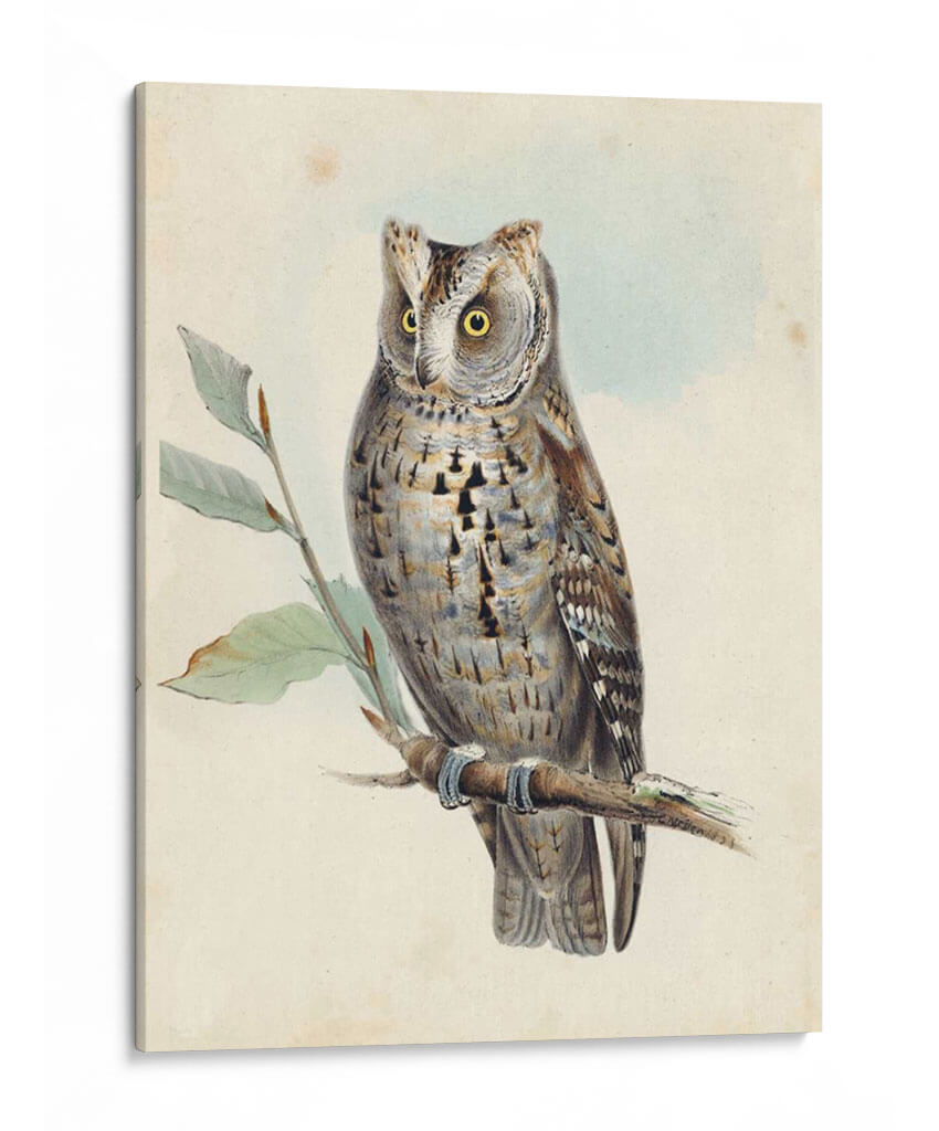 Meyer Scops-Oreed Owl - H.L. Meyer | Cuadro decorativo de Canvas Lab