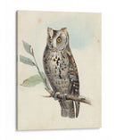 Meyer Scops-Oreed Owl - H.L. Meyer | Cuadro decorativo de Canvas Lab