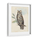 Meyer Scops-Oreed Owl - H.L. Meyer | Cuadro decorativo de Canvas Lab