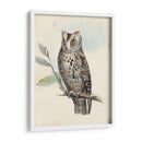 Meyer Scops-Oreed Owl - H.L. Meyer | Cuadro decorativo de Canvas Lab