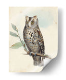 Meyer Scops-Oreed Owl - H.L. Meyer | Cuadro decorativo de Canvas Lab
