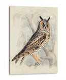 Búho De Orejas Largas Meyer - H.L. Meyer | Cuadro decorativo de Canvas Lab