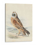 Meyer Hawk Owl - H.L. Meyer | Cuadro decorativo de Canvas Lab