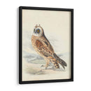 Meyer Hawk Owl - H.L. Meyer | Cuadro decorativo de Canvas Lab