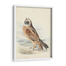 Meyer Hawk Owl - H.L. Meyer | Cuadro decorativo de Canvas Lab