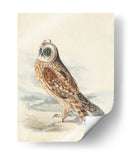 Meyer Hawk Owl - H.L. Meyer | Cuadro decorativo de Canvas Lab