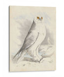 Meyer Búho Nevado - H.L. Meyer | Cuadro decorativo de Canvas Lab