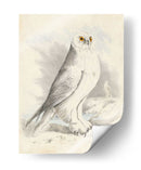 Meyer Búho Nevado - H.L. Meyer | Cuadro decorativo de Canvas Lab