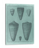 Colección De Shell Spa I - Vision Studio | Cuadro decorativo de Canvas Lab