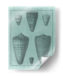 Colección De Shell Spa I - Vision Studio | Cuadro decorativo de Canvas Lab