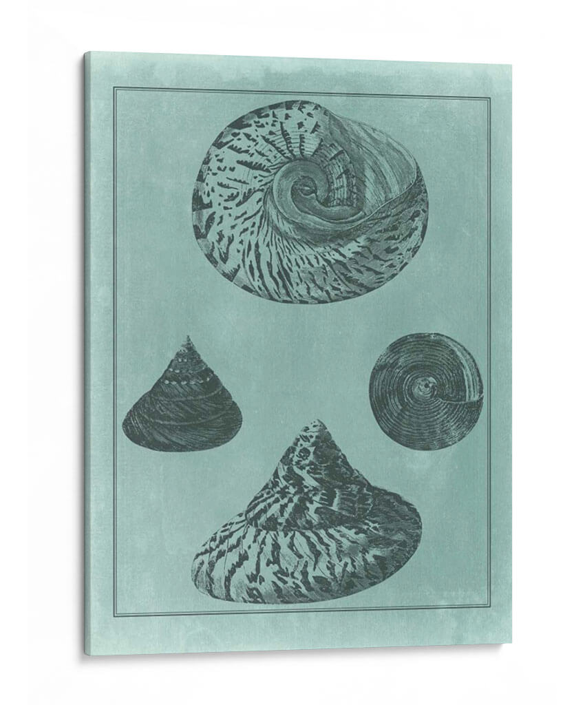 Spa Shell Collection Ii - Vision Studio | Cuadro decorativo de Canvas Lab