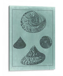 Spa Shell Collection Ii - Vision Studio | Cuadro decorativo de Canvas Lab