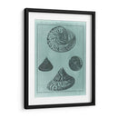 Spa Shell Collection Ii - Vision Studio | Cuadro decorativo de Canvas Lab