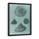Spa Shell Collection Ii - Vision Studio | Cuadro decorativo de Canvas Lab