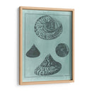 Spa Shell Collection Ii - Vision Studio | Cuadro decorativo de Canvas Lab