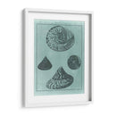 Spa Shell Collection Ii - Vision Studio | Cuadro decorativo de Canvas Lab