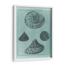 Spa Shell Collection Ii - Vision Studio | Cuadro decorativo de Canvas Lab