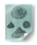 Spa Shell Collection Ii - Vision Studio | Cuadro decorativo de Canvas Lab