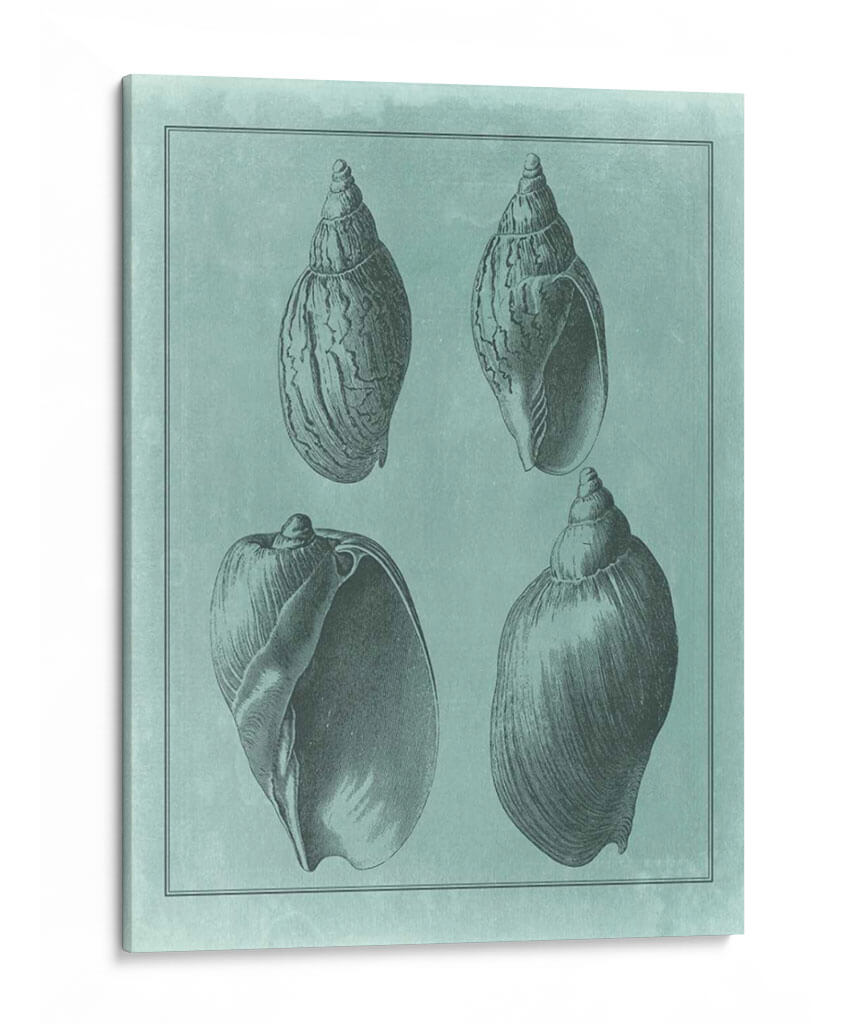Spa Shell Collection Iii - Vision Studio | Cuadro decorativo de Canvas Lab