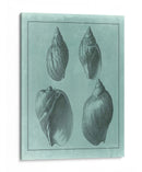 Spa Shell Collection Iii - Vision Studio | Cuadro decorativo de Canvas Lab