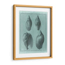 Spa Shell Collection Iii - Vision Studio | Cuadro decorativo de Canvas Lab