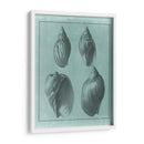Spa Shell Collection Iii - Vision Studio | Cuadro decorativo de Canvas Lab