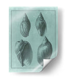 Spa Shell Collection Iii - Vision Studio | Cuadro decorativo de Canvas Lab