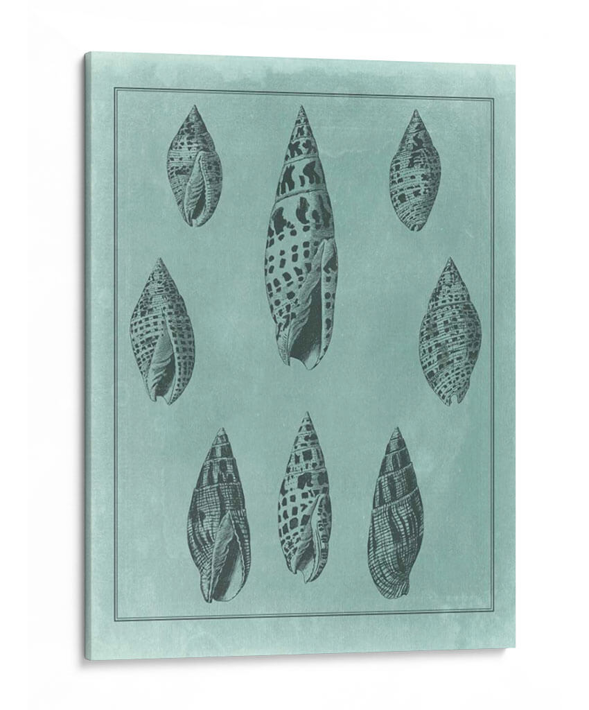 Spa Shell Collection Iv - Vision Studio | Cuadro decorativo de Canvas Lab
