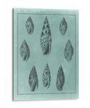 Spa Shell Collection Iv - Vision Studio | Cuadro decorativo de Canvas Lab
