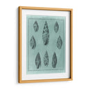 Spa Shell Collection Iv - Vision Studio | Cuadro decorativo de Canvas Lab