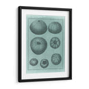 Colección De Shell Spa V - Vision Studio | Cuadro decorativo de Canvas Lab