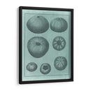 Colección De Shell Spa V - Vision Studio | Cuadro decorativo de Canvas Lab