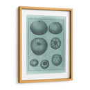 Colección De Shell Spa V - Vision Studio | Cuadro decorativo de Canvas Lab