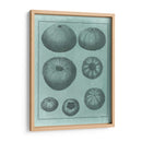 Colección De Shell Spa V - Vision Studio | Cuadro decorativo de Canvas Lab