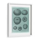 Colección De Shell Spa V - Vision Studio | Cuadro decorativo de Canvas Lab