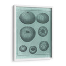 Colección De Shell Spa V - Vision Studio | Cuadro decorativo de Canvas Lab