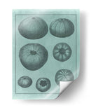 Colección De Shell Spa V - Vision Studio | Cuadro decorativo de Canvas Lab