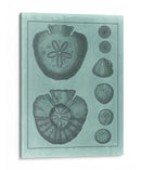 Colección Spa Shell Vi - Vision Studio | Cuadro decorativo de Canvas Lab