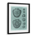 Colección Spa Shell Vi - Vision Studio | Cuadro decorativo de Canvas Lab