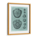 Colección Spa Shell Vi - Vision Studio | Cuadro decorativo de Canvas Lab