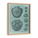 Colección Spa Shell Vi - Vision Studio | Cuadro decorativo de Canvas Lab