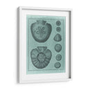 Colección Spa Shell Vi - Vision Studio | Cuadro decorativo de Canvas Lab