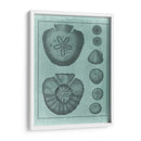 Colección Spa Shell Vi - Vision Studio | Cuadro decorativo de Canvas Lab