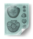 Colección Spa Shell Vi - Vision Studio | Cuadro decorativo de Canvas Lab