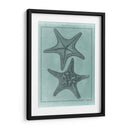 Colección De Shell Spa Vii - Vision Studio | Cuadro decorativo de Canvas Lab