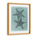 Colección De Shell Spa Vii - Vision Studio | Cuadro decorativo de Canvas Lab