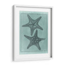 Colección De Shell Spa Vii - Vision Studio | Cuadro decorativo de Canvas Lab