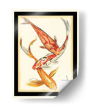 Koi Fish Ii - Chariklia Zarris | Cuadro decorativo de Canvas Lab