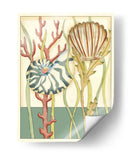 Shell Temporada Iii - Chariklia Zarris | Cuadro decorativo de Canvas Lab